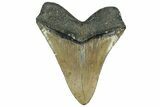 Serrated, Fossil Megalodon Tooth - North Carolina #319904-2